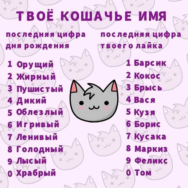 Как назвать серого котенка мальчика: варианты красивых и оригинальных имен - animallist.ru