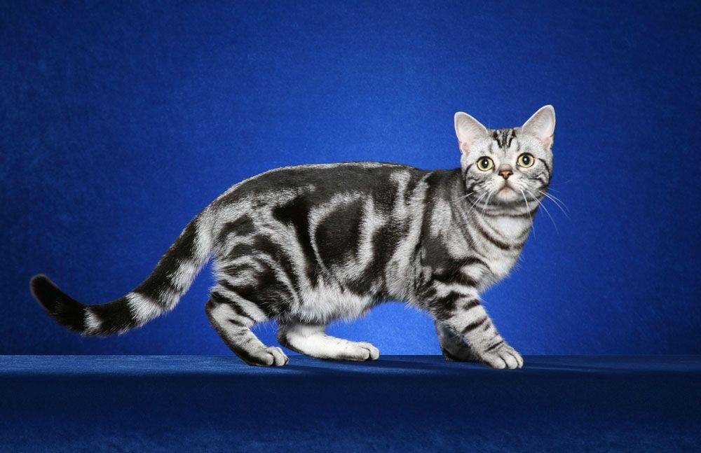 Мраморная бенгальская кошка: история появления и виды окрасов
