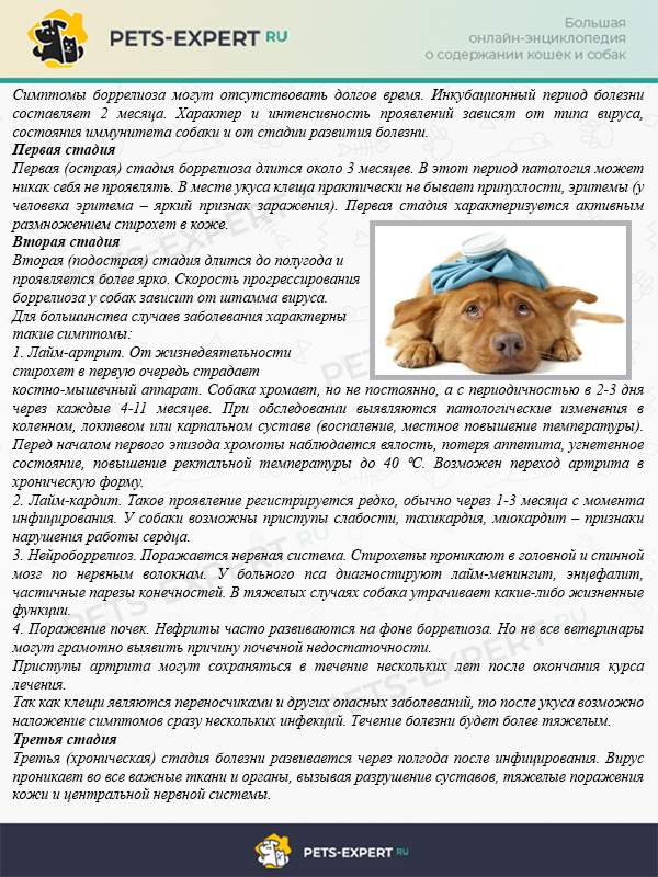 Как проявляет себя клещевой боррелиоз — первые признаки после укуса и симптомы развития болезни лайма