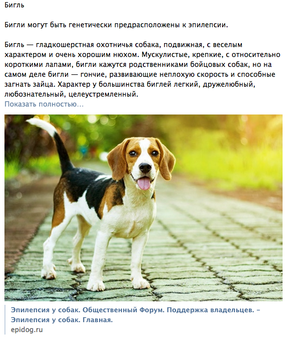 Порода собак бигль: характеристика и описание