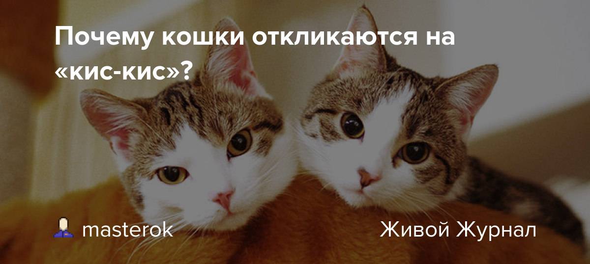 Почему кошки откликаются на "кис-кис"