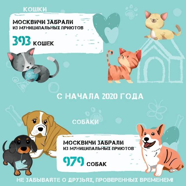 Куда можно отдать кота если нет возможность дальше заботится о нем