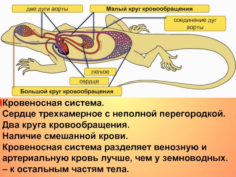 Кровеносная система пресмыкающихся