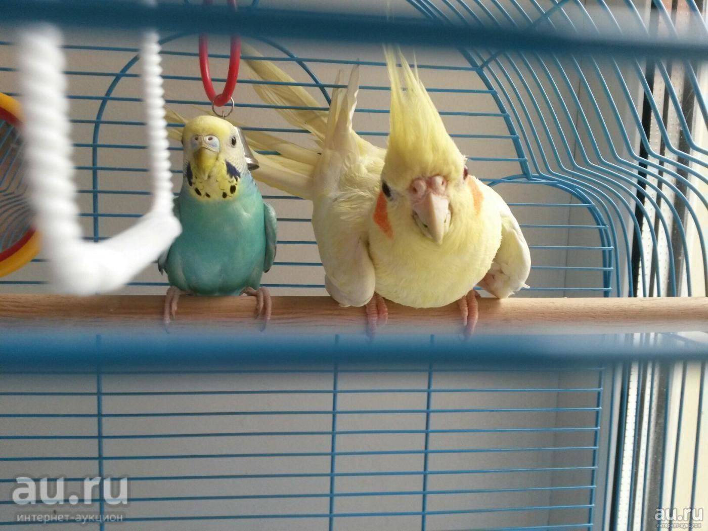 Как наладить контакт с попугаем корелла, вызвать его доверие