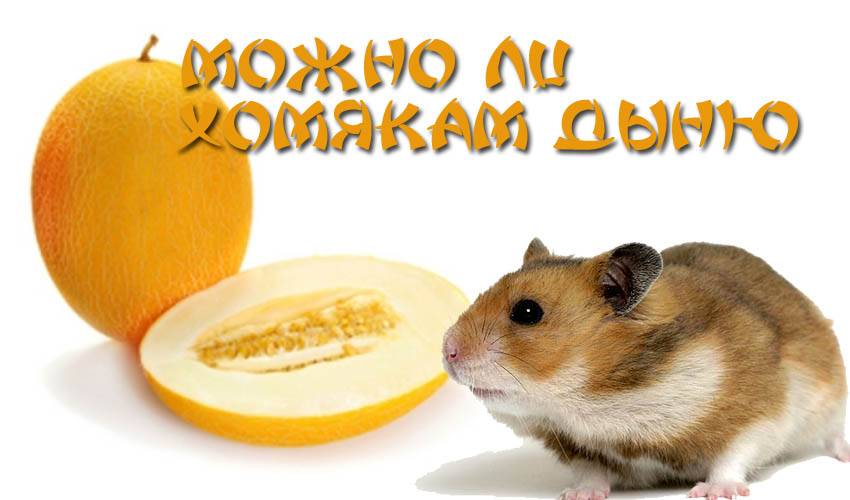 Полезные и вредные овощи для хомяка: в каком виде и количестве давать.