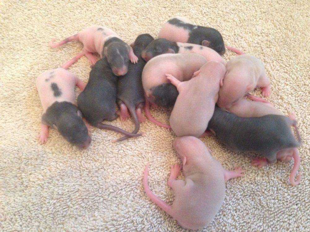Как размножаются декоративные крысы: разведение и спаривание в домашних условиях