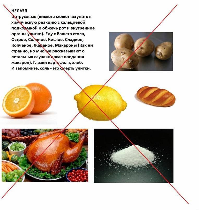 Чем кормить домашнюю крысу, что ест декоративная крыса