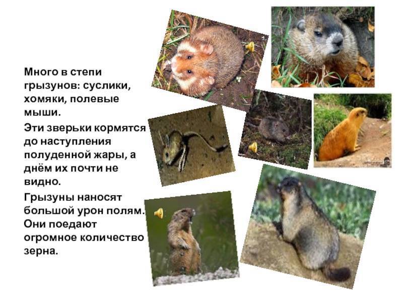 ᐉ дикий, обыкновенный, степной хомяк: где живут в природе, чем питаются, к какой группе относится - kcc-zoo.ru