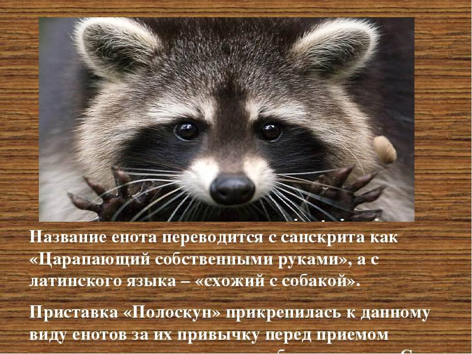 Какие звуки издают енотовидные собаки