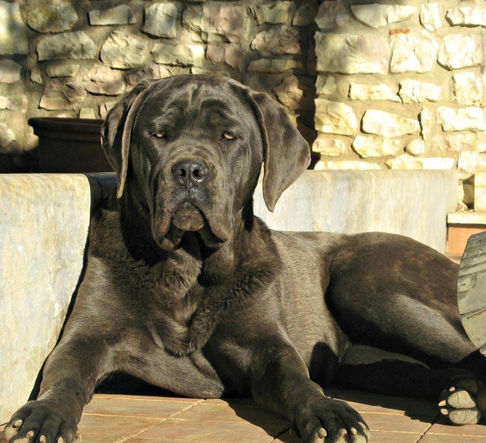 Кане корсо (итальянский мастиф) — фото, описание породы собак, характеристика, характер