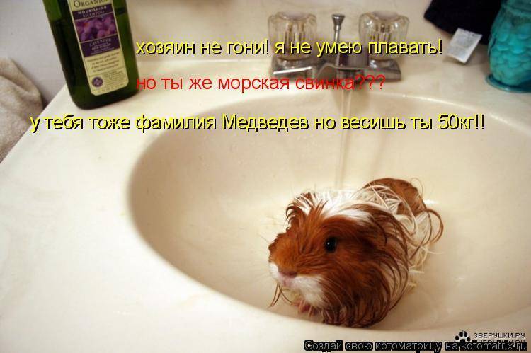 Морская свинка: описание, породы, уход, образ жизни | планета животных