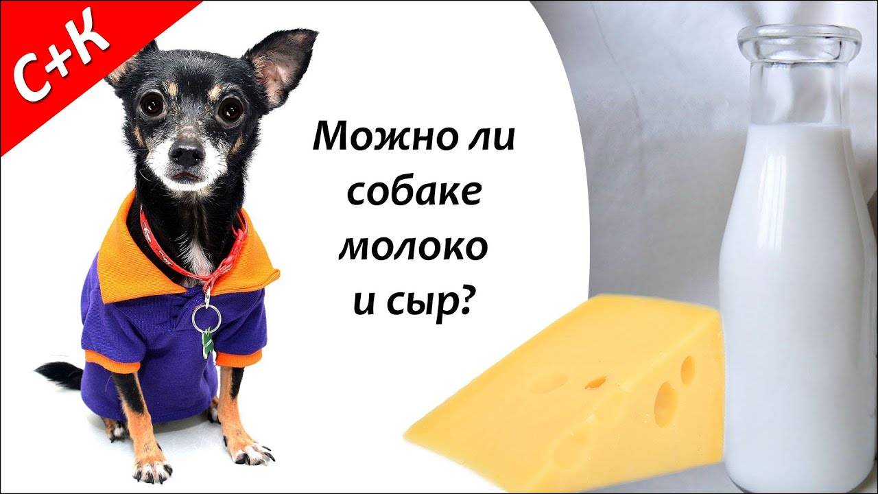 Можно ли собакам молоко