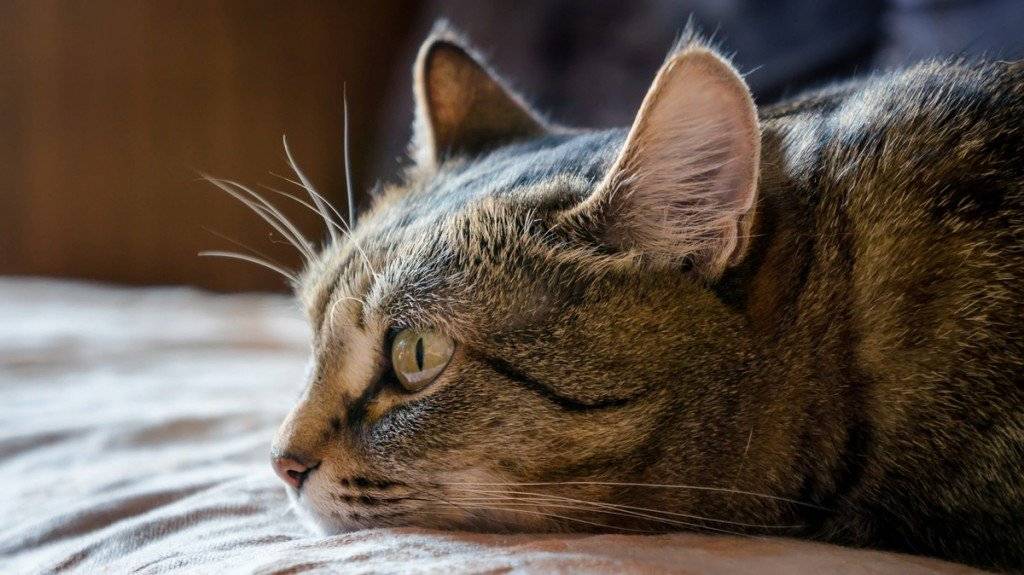 Ученые выяснили, скучают ли кошки по хозяевам