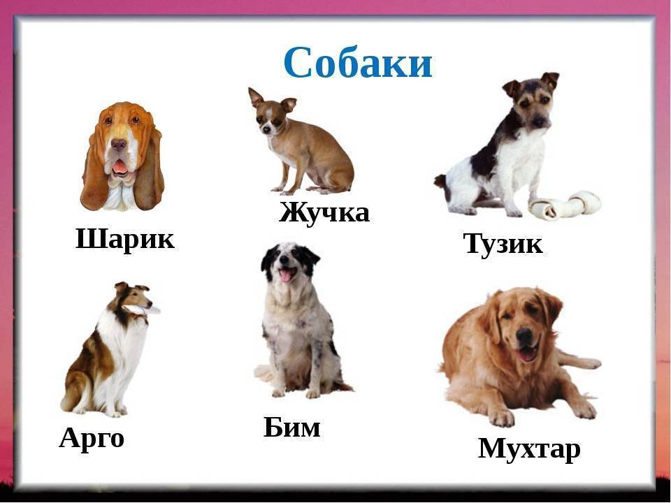 Клички для собак девочек таксы