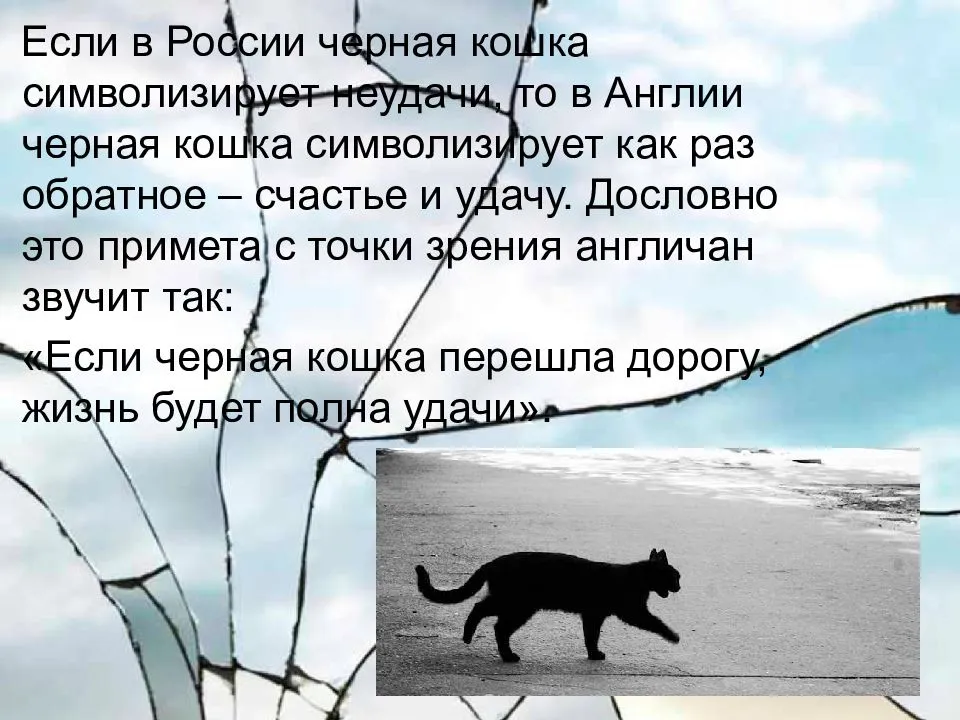 Кошка перебежала дорогу — примета. черная, белая, рыжая, серая и трехцветная. справа налево и слева направо