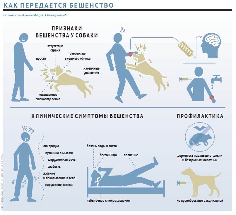 Бешенство у собак: выявление и профилактика заболевания
