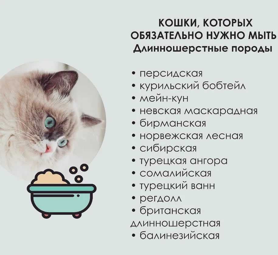 Как принудительно кормить кошку