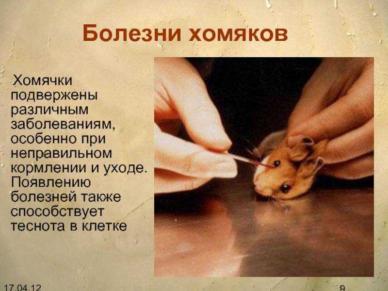 Как умирают хомяки: причины гибели, признаки