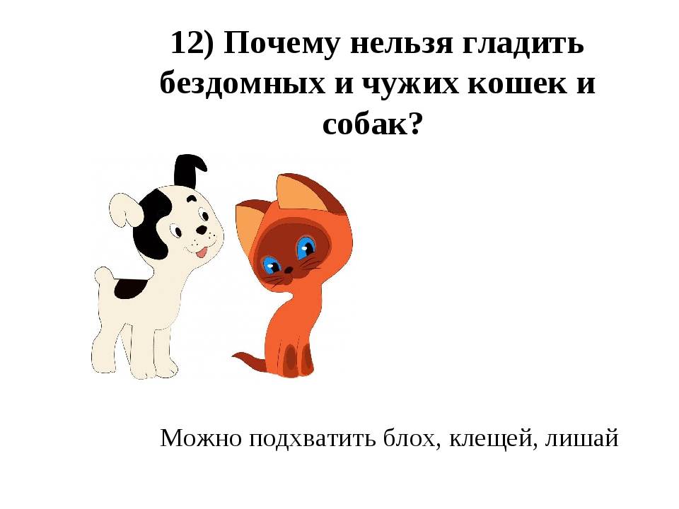 Инструкция: как гладить кошку, чтобы ей понравилось - статьи