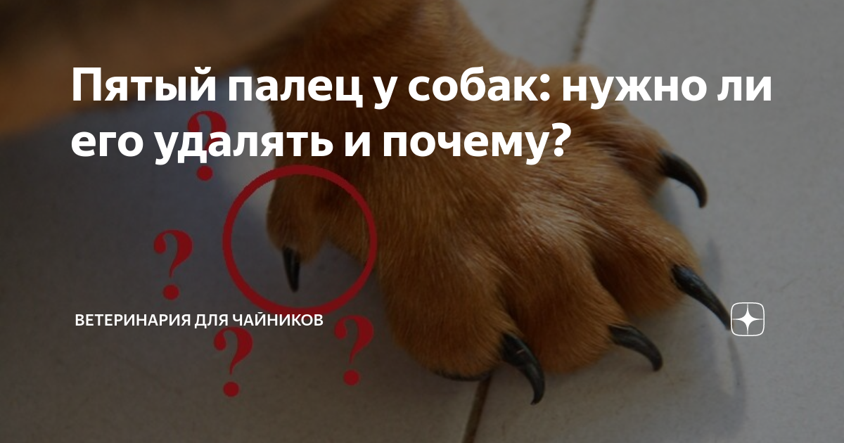 Прибылые пальцы у собак