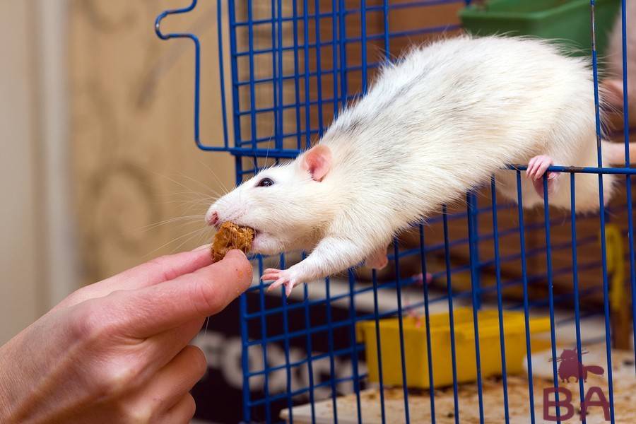 Крыса как домашнее животное: плюсы и минусы содержания в доме [новое исследование]