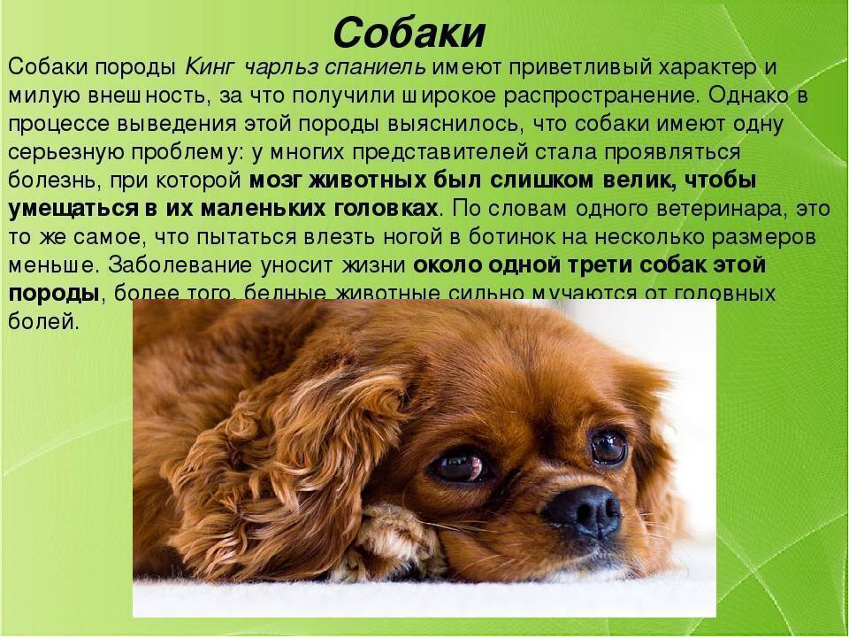 Кавалер кинг чарльз спаниель: описание, характер, содержание, уход, фото