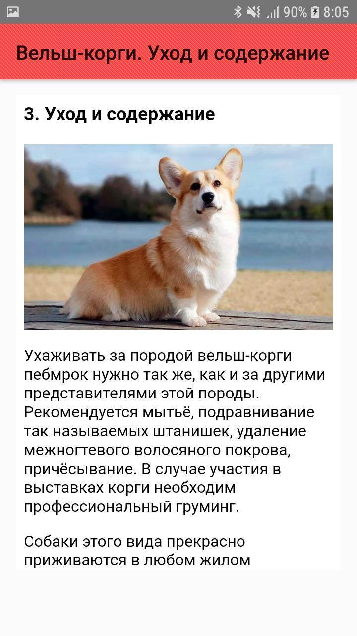 Вельш-корги пемброк: все о собаке, описание породы, уход