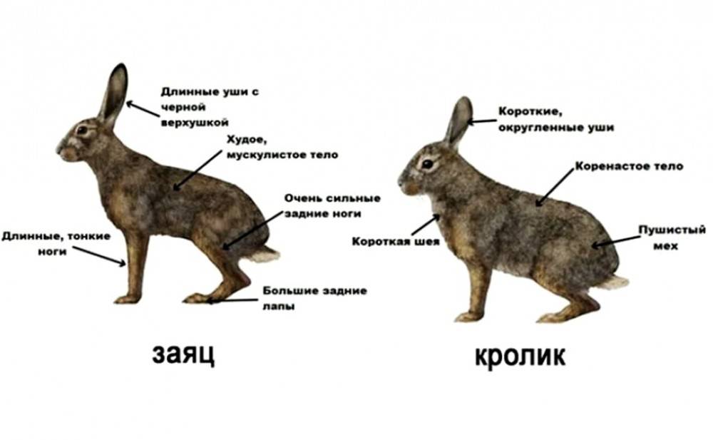 Чем заяц отличается от кролика: как отличить самостоятельно?