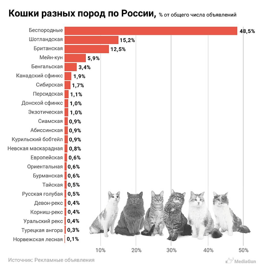 Лучшие породы кошек на 2023 год