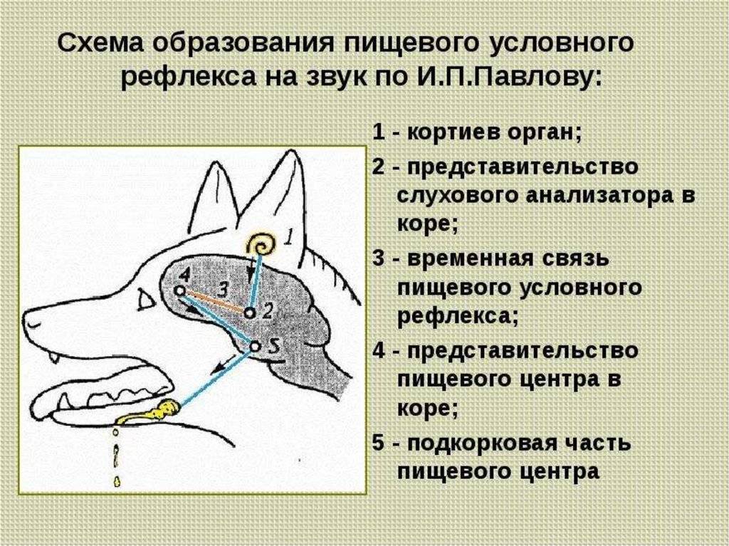 У кота текут слюни постоянно - что делать? | блог ветклиники "беланта"