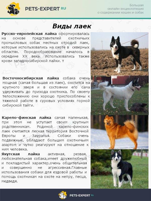 Русско-европейская лайка