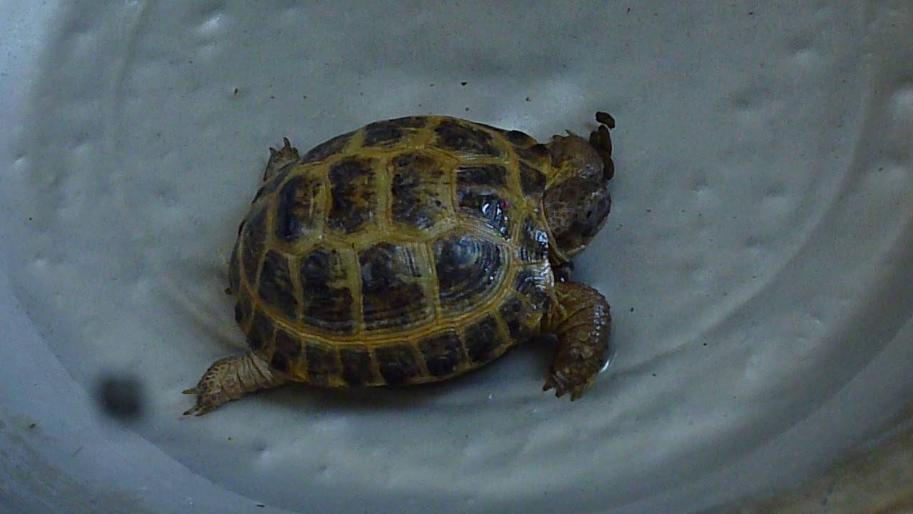 Черепаха – описание, виды, пища, где обитает, фото