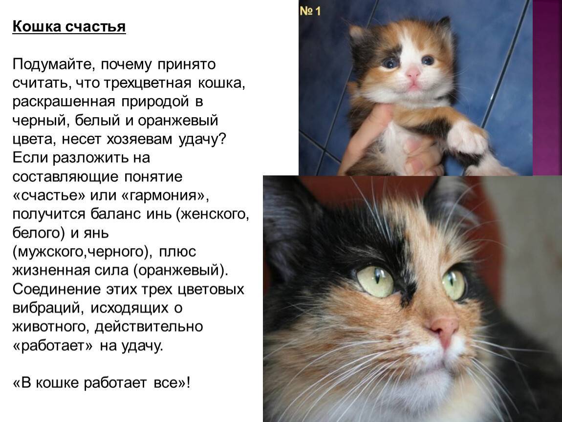 Трехцветная кошка