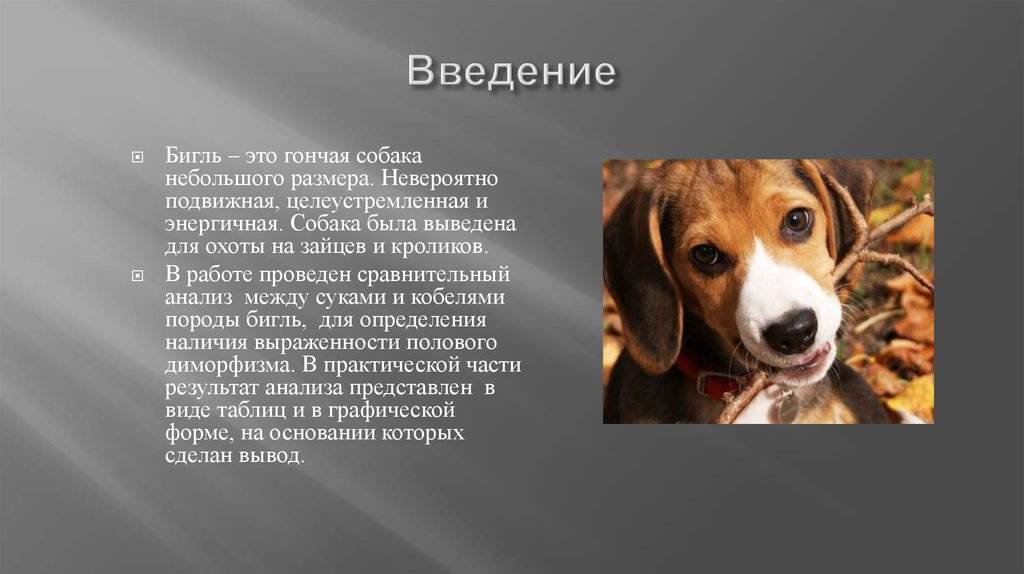 Порода собак бигль: описание породы с фото, характер и отзывы