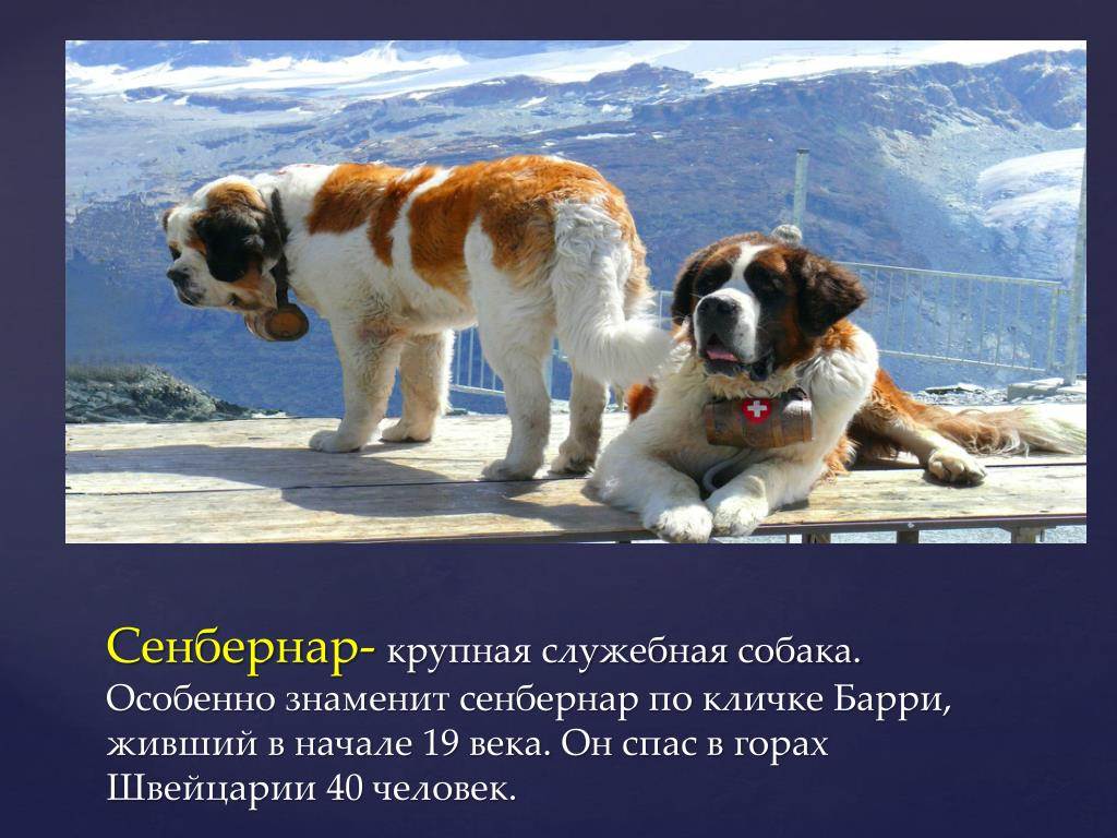 Самые большие породы собак в мире: фото с названиями
самые большие породы собак в мире: фото с названиями