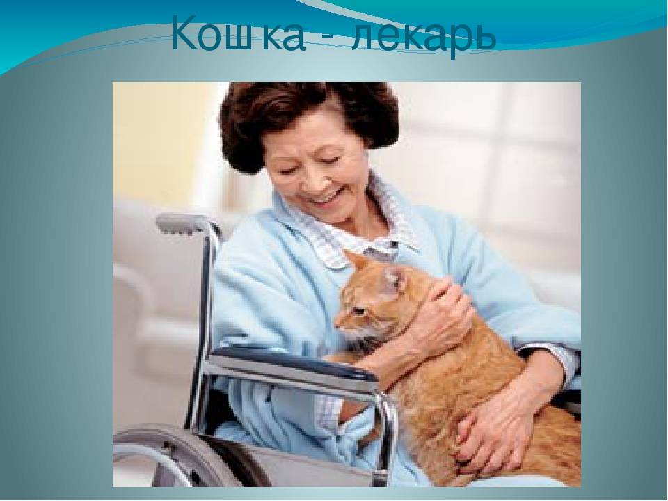 Лечащие кошки - человека, какие болезни, когда сидят на нем, фелинотерапия, правда или миф