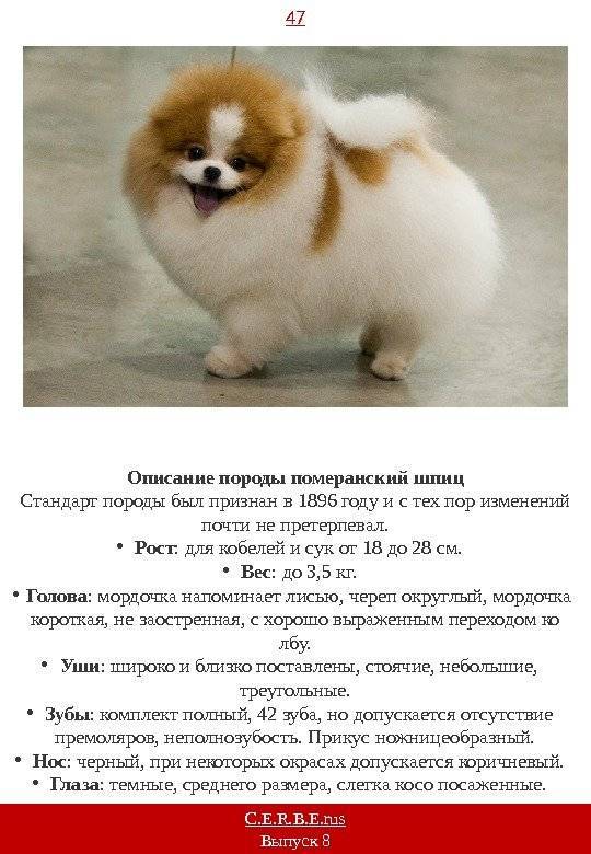 Померанский шпиц: история, стандарт, характер и правила ухода (+ фото и видео) | ваши питомцы