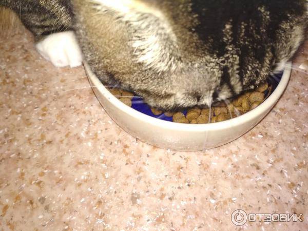 Рвота у кошки
