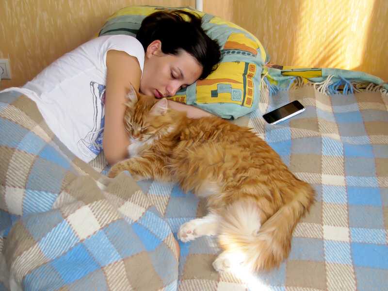Почему кошки лежат на человеке
