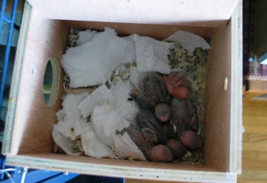 Гнездо-домик для волнистых попугаев: как сделать своими руками?