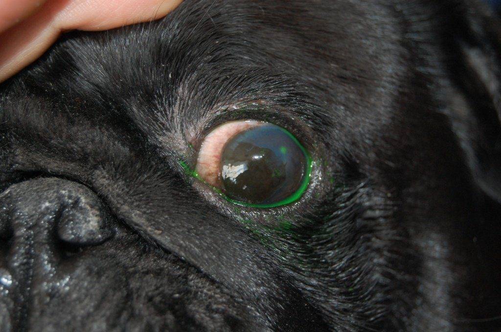 Заворот века у собаки | лечение в клинике zoovision спб
