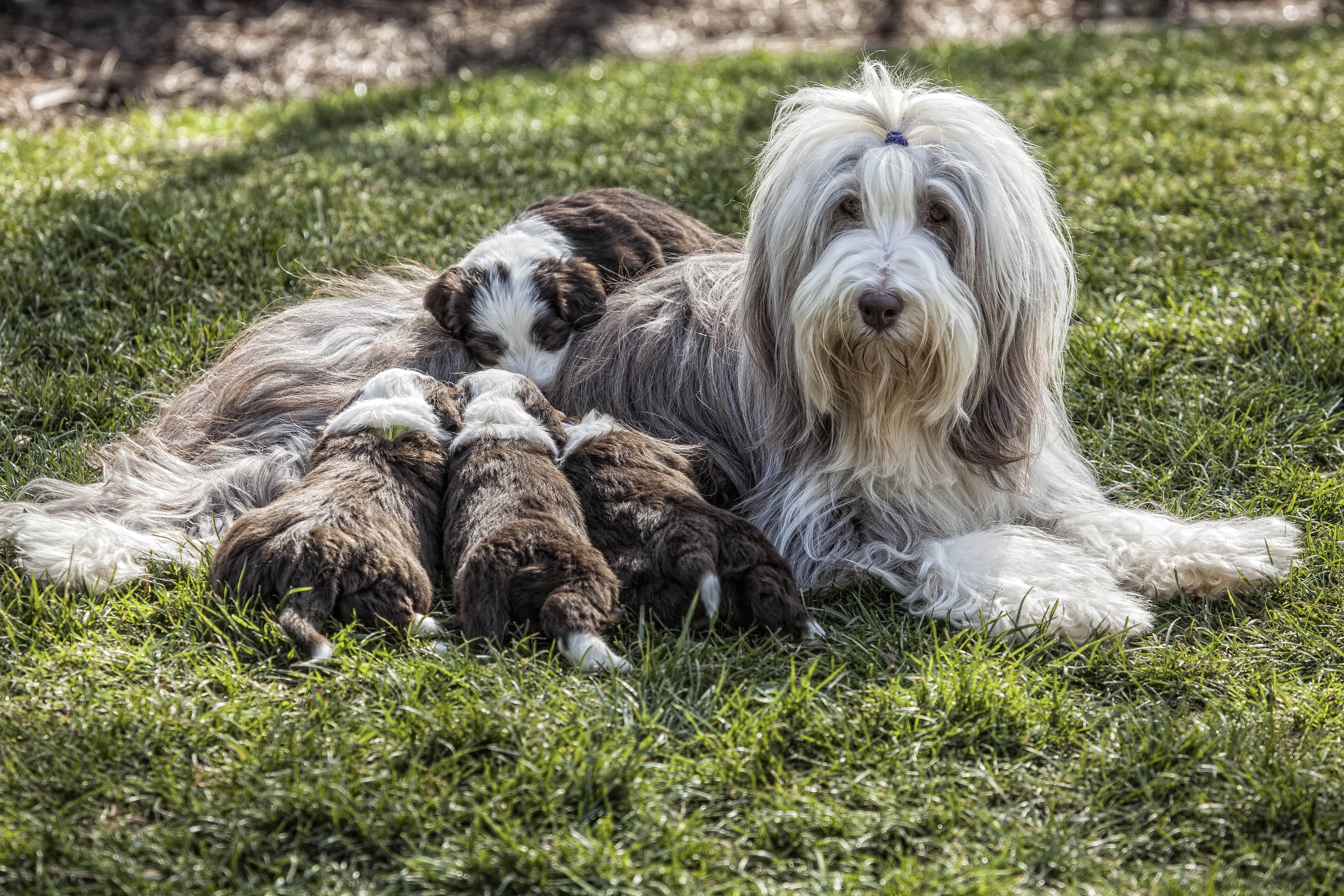 Бородатый колли (38 фото): описание породы собак «бородач», выращивание маленьких щенков