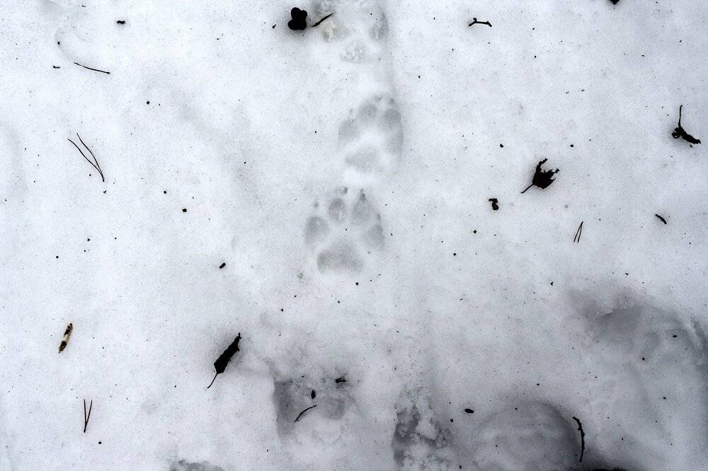 Особенности и характеристики следов животных на снегу