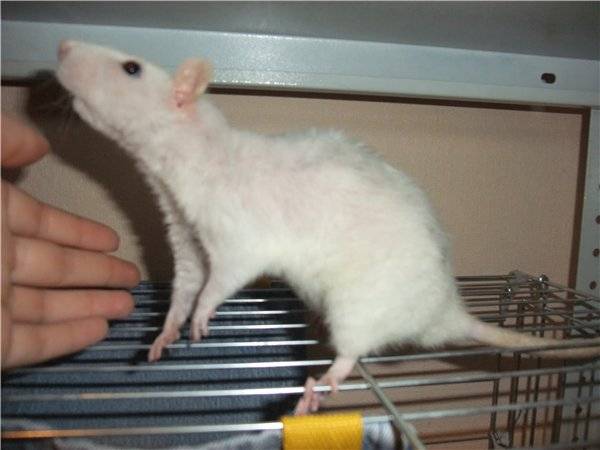Лечение декоративных крыс от паразитов - ответы и советы на твои вопросы