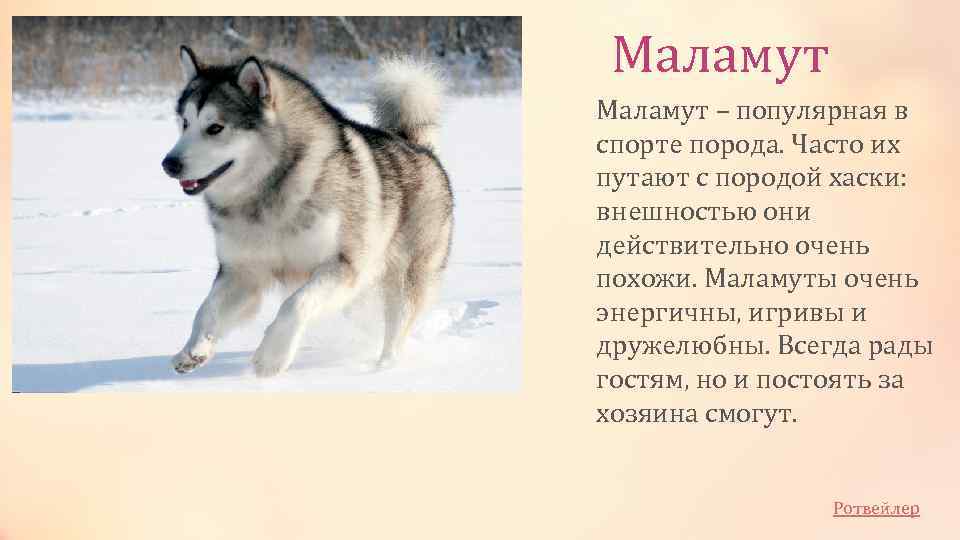 Сибирский (аляскинский) хаски: описание и характеристика породы собаки