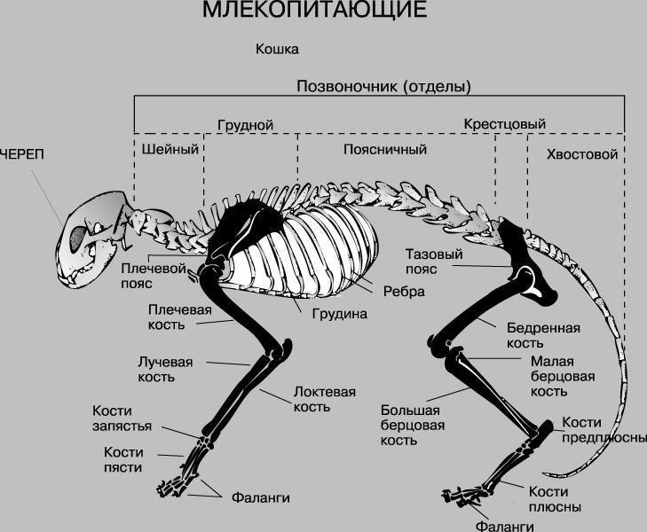 Изучаем особенности скелета и анатомии волнистого попугая
