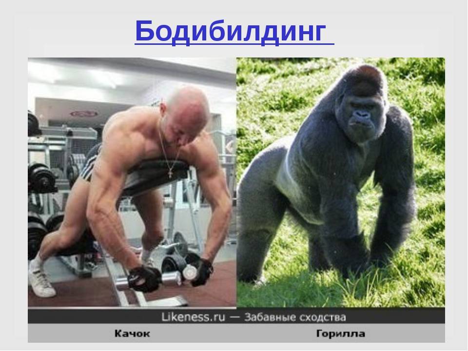 Насколько сильны гориллы? — сайт эксперта по животным — howmeow