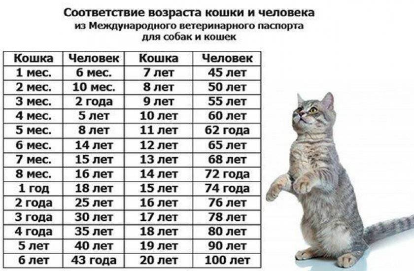 Беспородные кошки: особенности и уход в домашних условиях, содержание кота и его повадки
