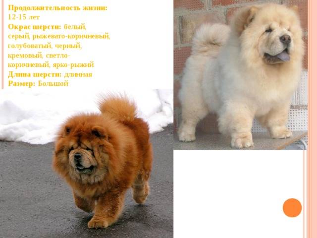 Чау-чау — описание породы собаки от а до я