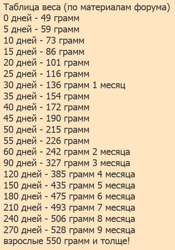 ᐉ вес и размер крысы от маленькой до взрослой - таблица по возрасту - zoopalitra-spb.ru